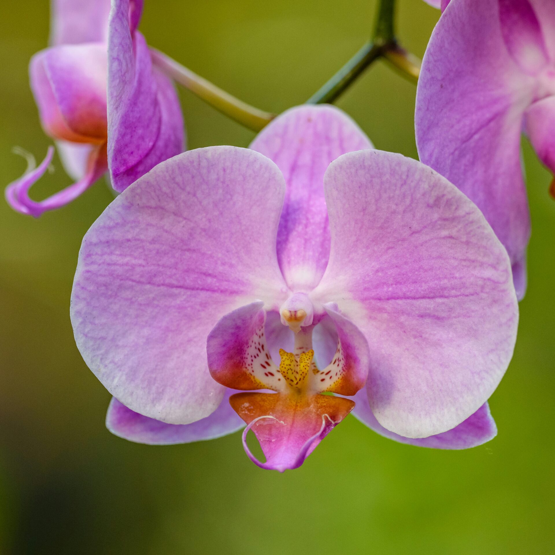 Close-up view of a beautiful pink orchid in full bloom with delicate petals.