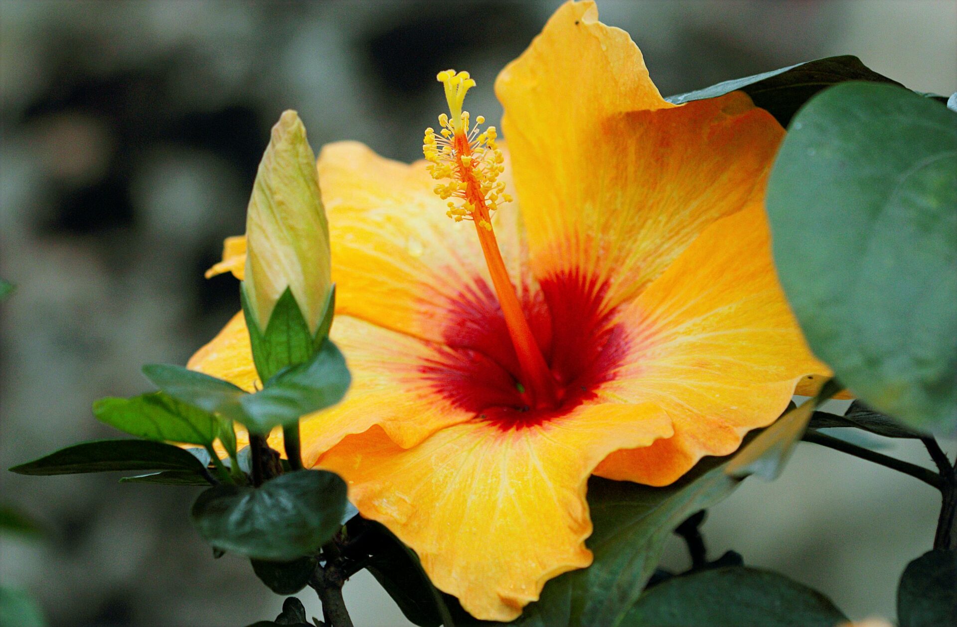 Close-up of a vibrant yellow hibiscus flower with a striking red center in full bloom outdoors.