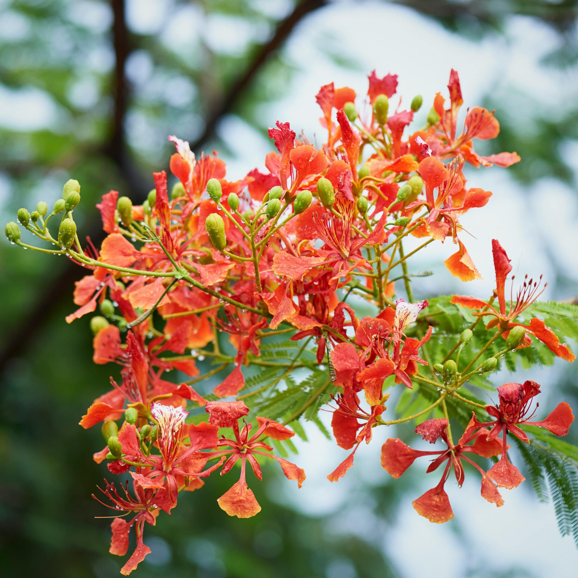 Bright orange-red flowers of the royal poinciana tree against a lush green background.